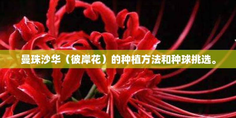 曼珠沙华（彼岸花）的种植方法和种球挑选。