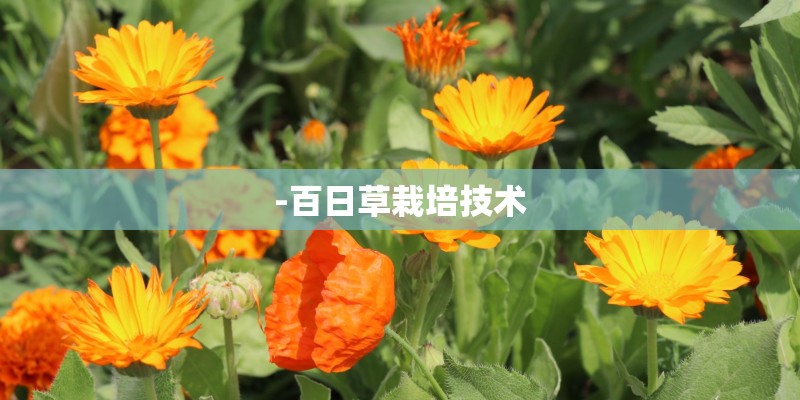 -百日草栽培技术