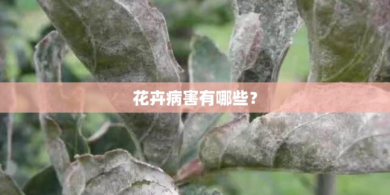花卉病害有哪些？