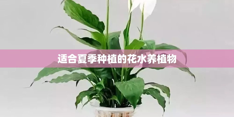适合夏季种植的花水养植物