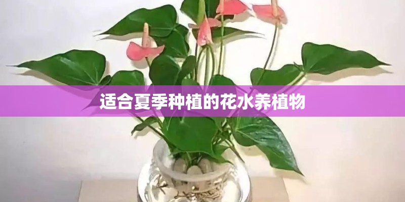 适合夏季种植的花水养植物