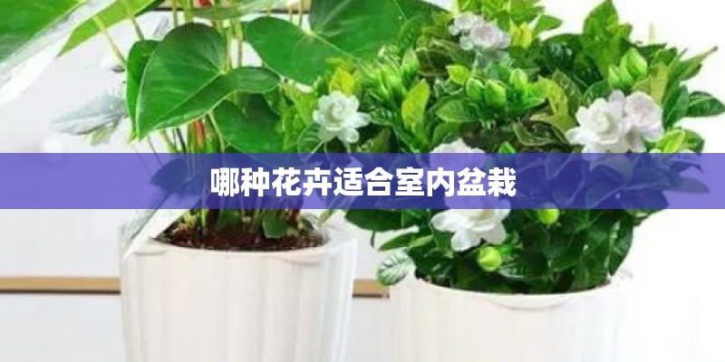 哪种花卉适合室内盆栽