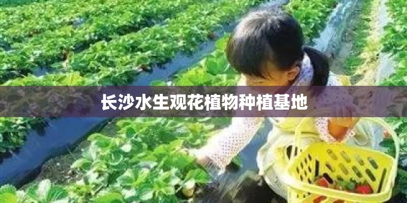 长沙水生观花植物种植基地