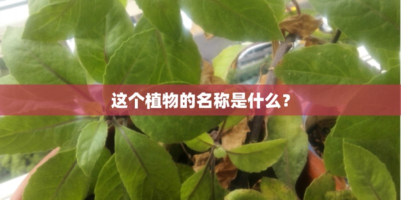 这个植物的名称是什么？