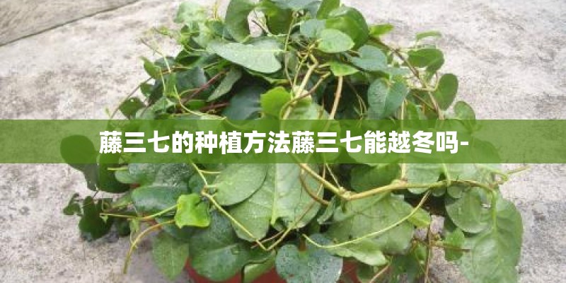 梦见梦自己家种了很多盆景的预兆