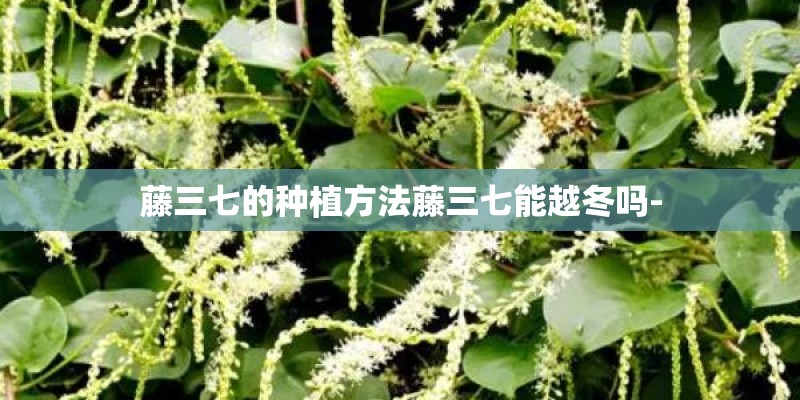 藤三七的种植方法藤三七能越冬吗- 藤三七的种植方法藤三七能越冬吗-