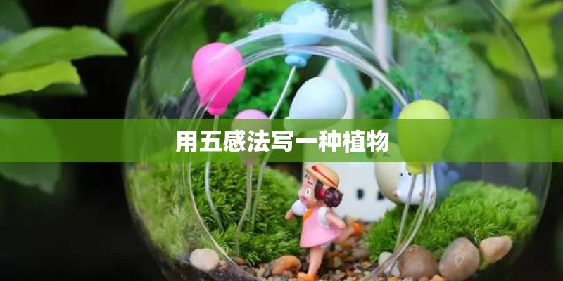 用五感法写一种植物