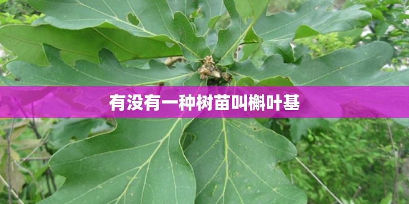 有没有一种树苗叫槲叶基