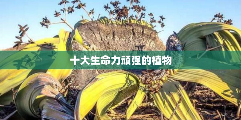 十大生命力顽强的植物