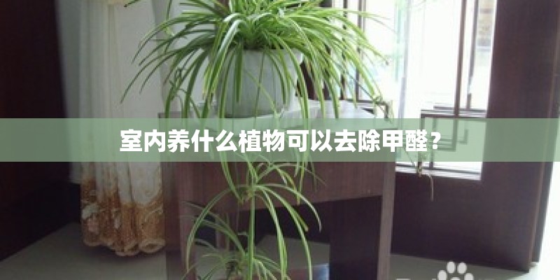 室内养什么植物可以去除甲醛？