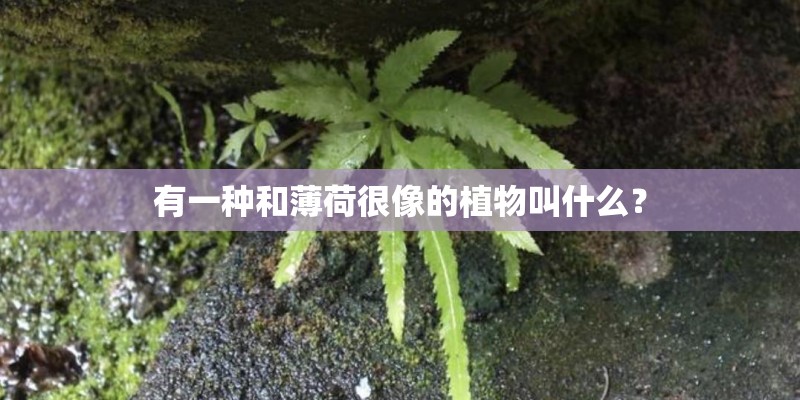 菜花原先产自哪里