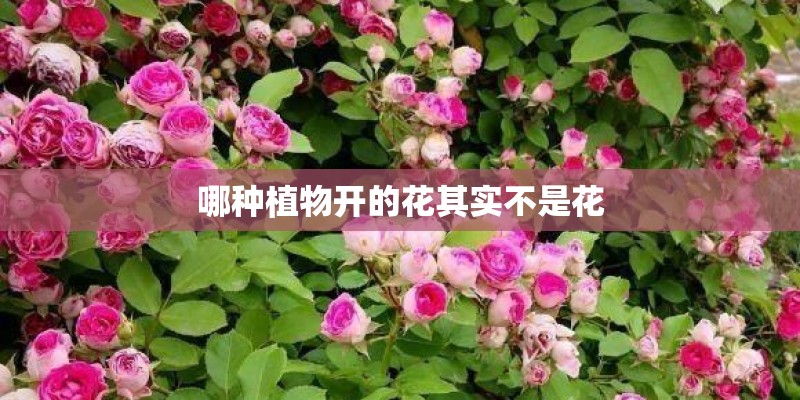 哪种植物开的花其实不是花