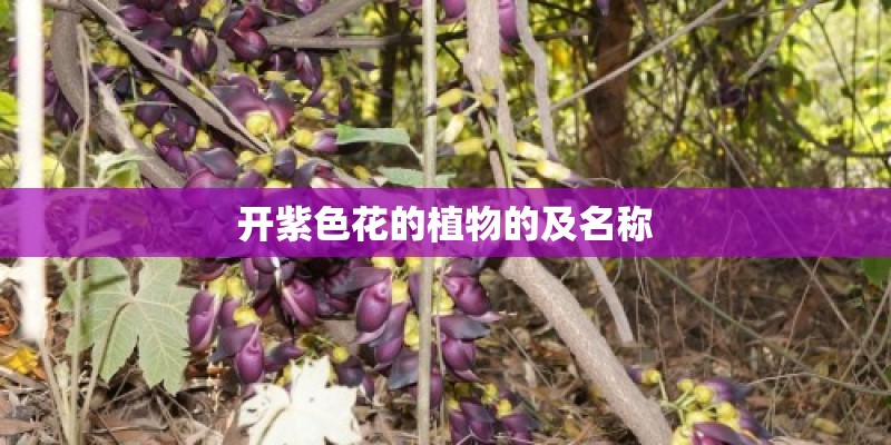 开紫色花的植物的及名称