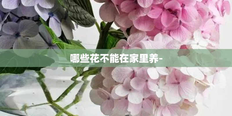 哪些花不能在家里养-