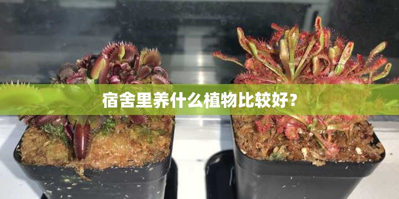 宿舍里养什么植物比较好？