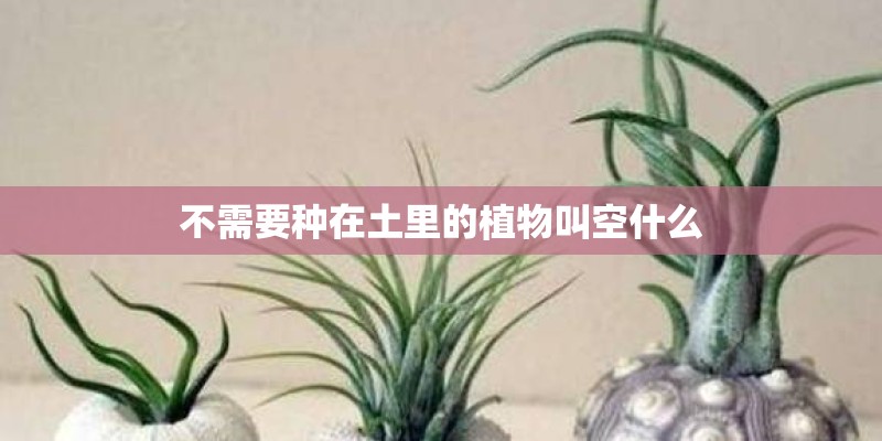 不需要种在土里的植物叫空什么