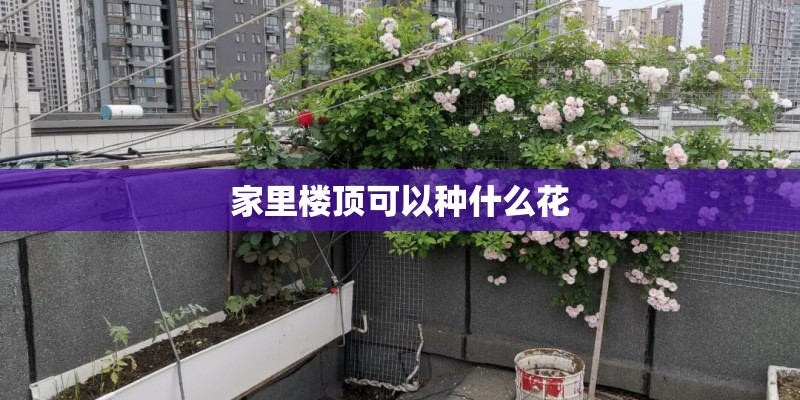 家里楼顶可以种什么花 家里楼顶可以种什么花