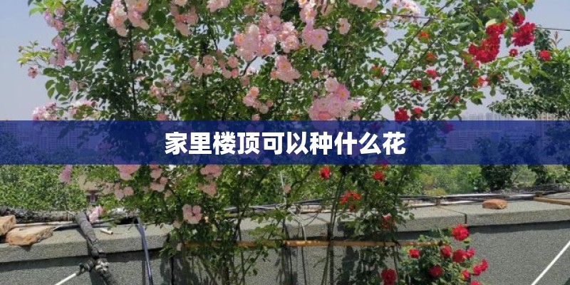 家里楼顶可以种什么花 家里楼顶可以种什么花