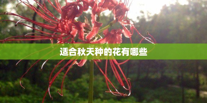 适合秋天种的花有哪些