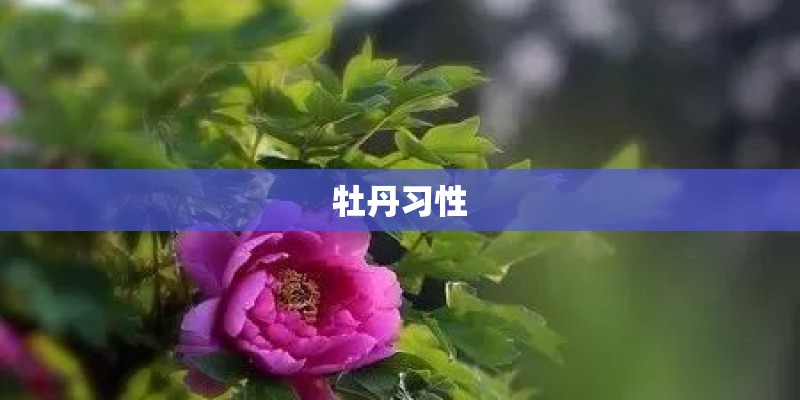 牡丹习性 牡丹习性