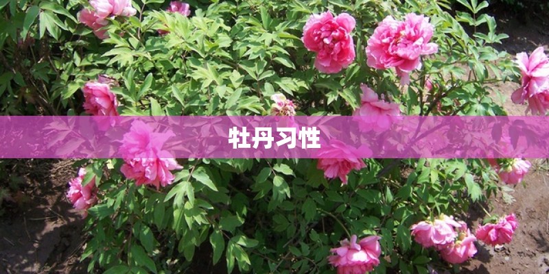 牡丹习性 牡丹习性