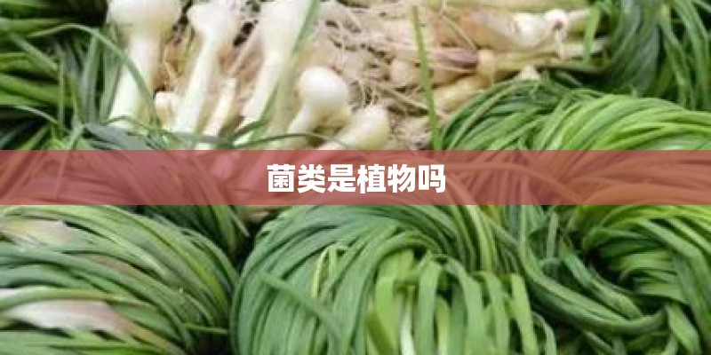 菌类是植物吗