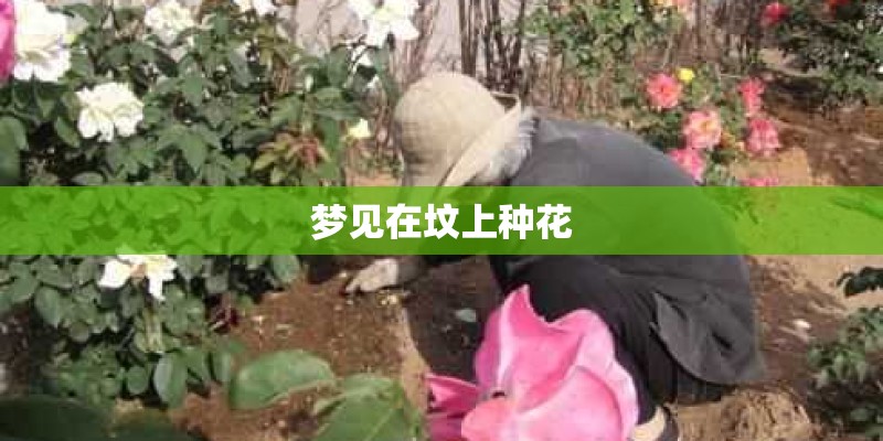 梦见在坟上种花