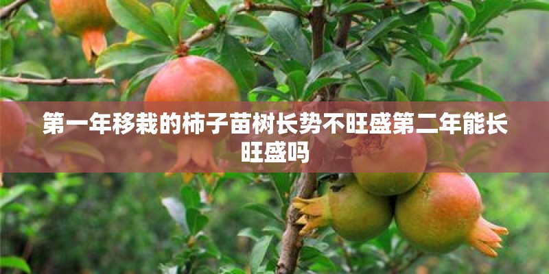 第一年移栽的柿子苗树长势不旺盛第二年能长旺盛吗 第一年移栽的柿子苗树长势不旺盛第二年能长旺盛吗