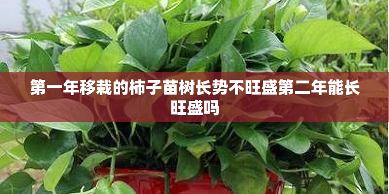 第一年移栽的柿子苗树长势不旺盛第二年能长旺盛吗 第一年移栽的柿子苗树长势不旺盛第二年能长旺盛吗