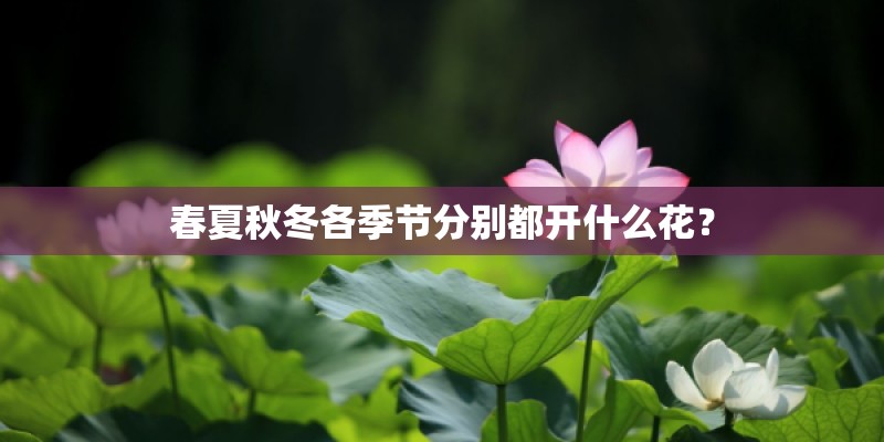 春夏秋冬各季节分别都开什么花? 春夏秋冬各季节分别都开什么花?