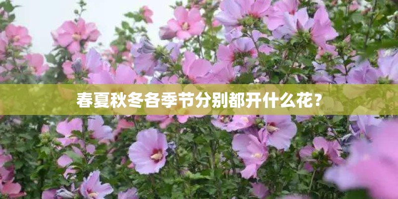 春夏秋冬各季节分别都开什么花? 春夏秋冬各季节分别都开什么花?