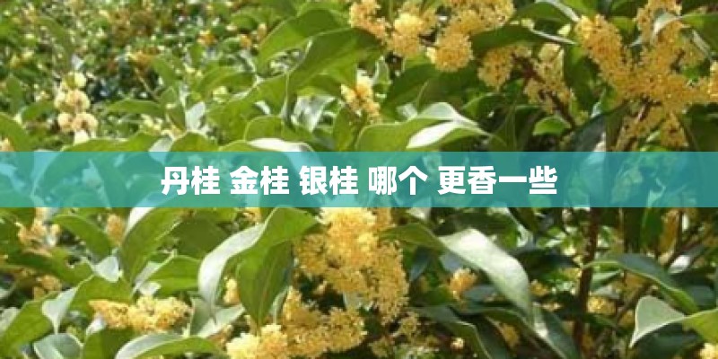 丹桂 金桂 银桂 哪个 更香一些