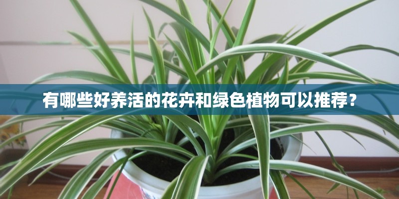 有哪些好养活的花卉和绿色植物可以推荐? 有哪些好养活的花卉和绿色植物可以推荐?