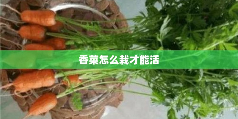 香菜怎么栽才能活 香菜怎么栽才能活
