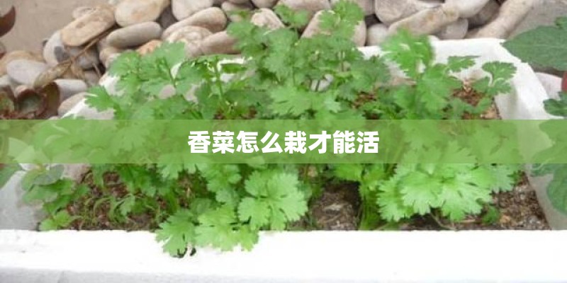 香菜怎么栽才能活 香菜怎么栽才能活