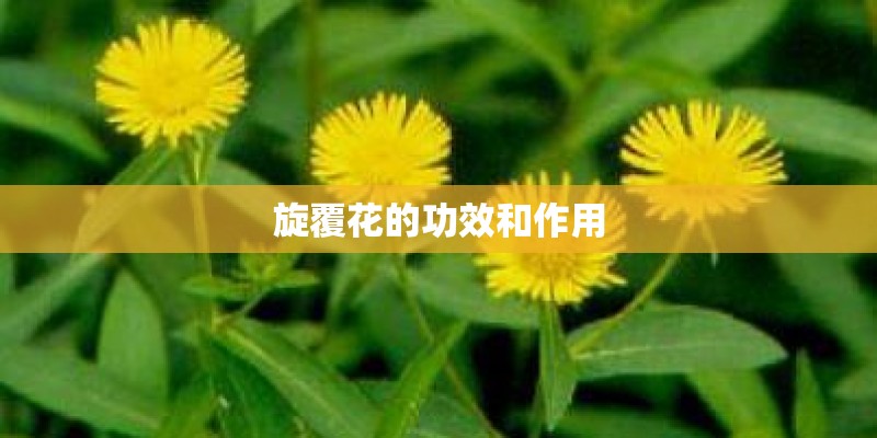 旋覆花的功效和作用 旋覆花的功效和作用