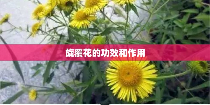 旋覆花的功效和作用 旋覆花的功效和作用