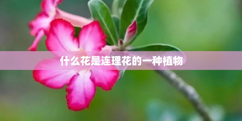什么花是连理花的一种植物 什么花是连理花的一种植物