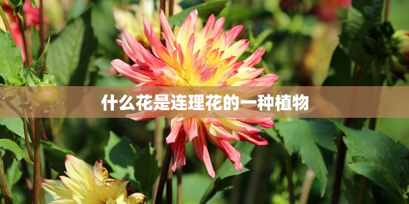 什么花是连理花的一种植物 什么花是连理花的一种植物