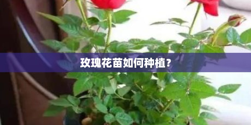 玫瑰花苗如何种植? 玫瑰花苗如何种植?