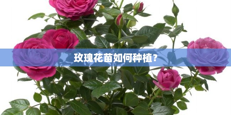 玫瑰花苗如何种植? 玫瑰花苗如何种植?