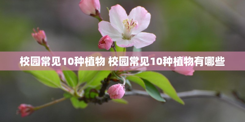 校园常见10种植物 校园常见10种植物有哪些 校园常见10种植物 校园常见10种植物有哪些