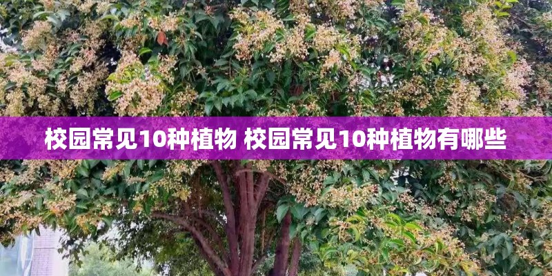 校园常见10种植物 校园常见10种植物有哪些 校园常见10种植物 校园常见10种植物有哪些
