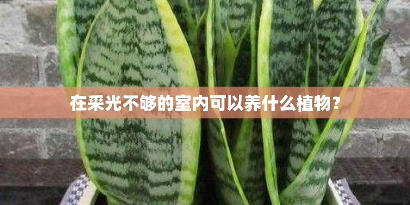 在采光不够的室内可以养什么植物? 在采光不够的室内可以养什么植物?