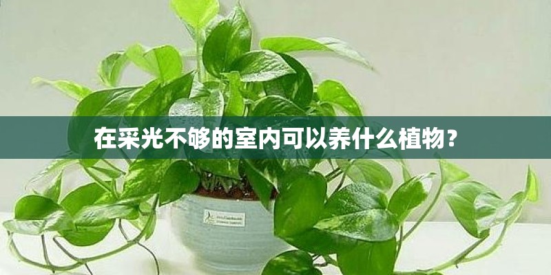在采光不够的室内可以养什么植物? 在采光不够的室内可以养什么植物?