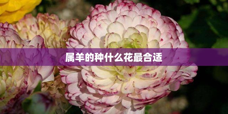 属羊的种什么花最合适 属羊的种什么花最合适