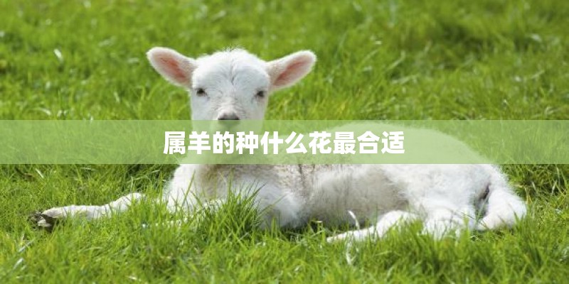 属羊的种什么花最合适 属羊的种什么花最合适