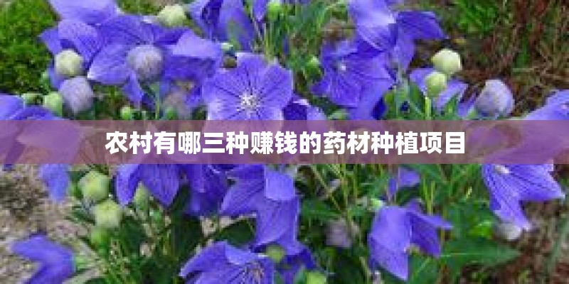 农村有哪三种赚钱的药材种植项目 农村有哪三种赚钱的药材种植项目