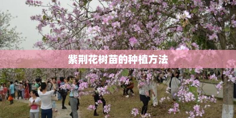 紫荆花树苗的种植方法 紫荆花树苗的种植方法