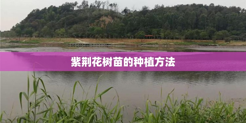 紫荆花树苗的种植方法 紫荆花树苗的种植方法